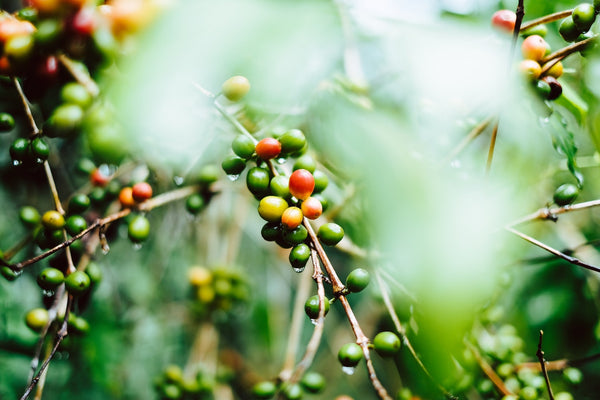 What environmental factors affect the quality of coffee?
