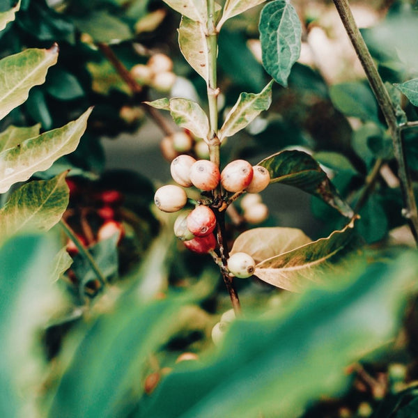 The Importance of Fair Trade Coffee