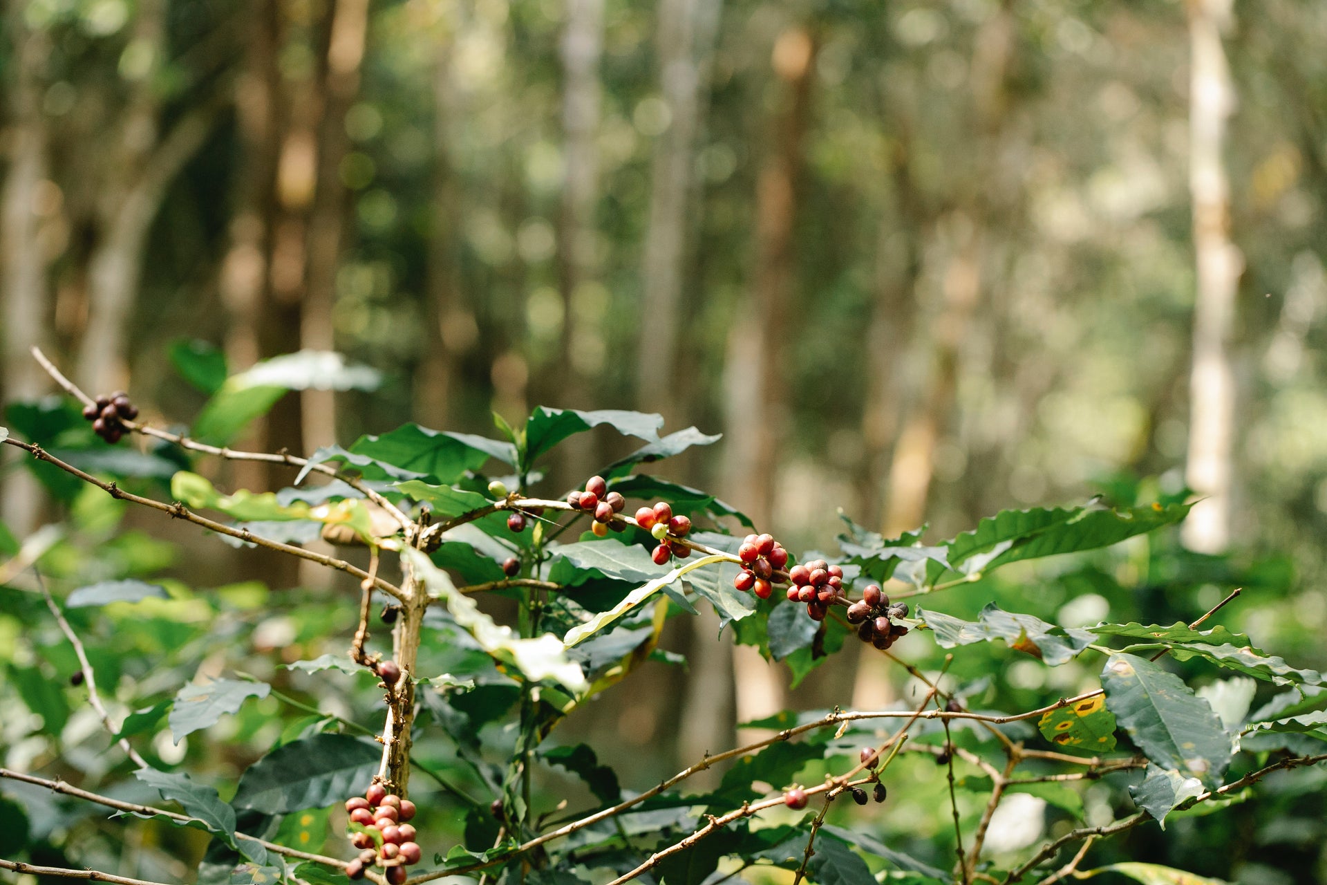 Certified Fair Trade means we work with coffee-producing countries that: